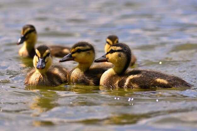 Practical Applications of Aerodynamic Modifications with Canards
