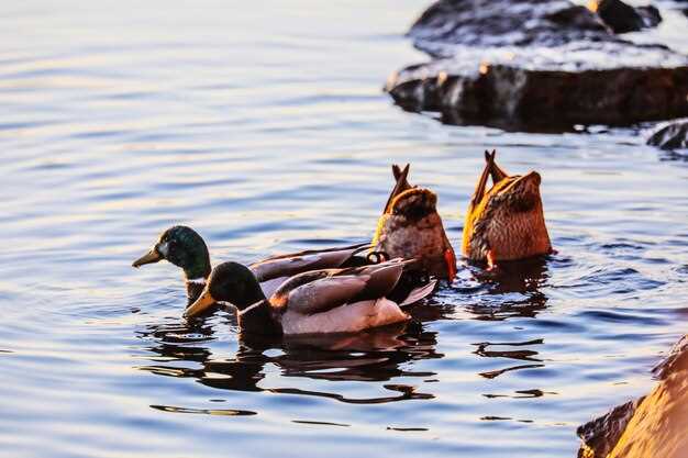 Choosing the Right Canard Design for Specific Performance Goals