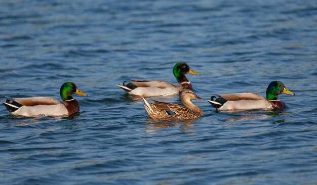 What Are Canards and How Do They Work?